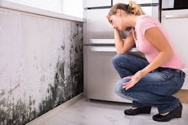 Best Mold Prevention Services  in USA